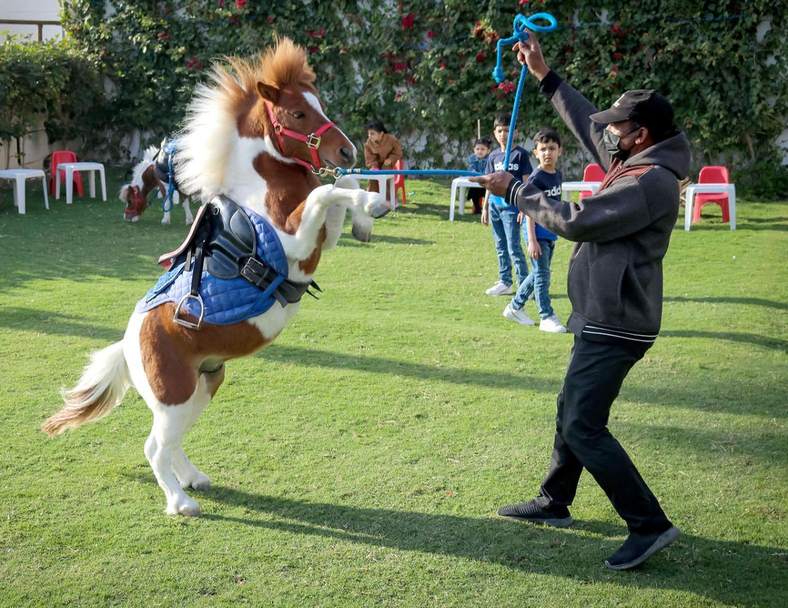 Lagoona Beach Luxury Resort And Spa Manama Exterior photo The photo shows a small horse or pony rearing up on its hind legs. The pony is wearing a blue saddle and is being led by a person who is holding a rope. The person is wearing a mask and appears to be encouraging the pony to perform. In the background